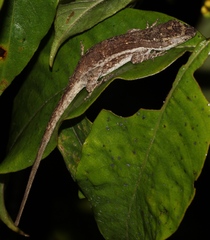 Anolis cusuco