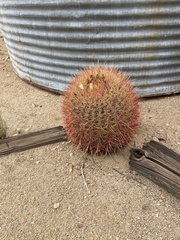 Ferocactus cylindraceus