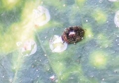 Rhyzobius lophanthae