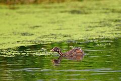 Tachybaptus ruficollis