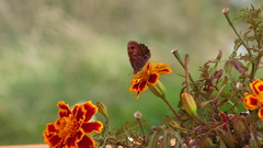 Erebia montanus