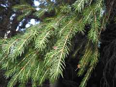 Picea