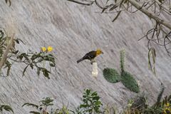 Pheucticus chrysogaster