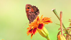 Erebia montanus
