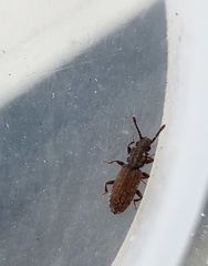 Oryzaephilus surinamensis