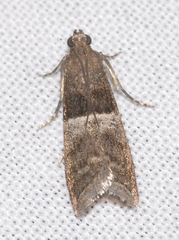 Elegia atrifasciella