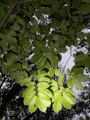 Castanea seguinii