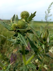 Cirsium serrulatum
