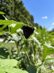 Atlides halesus