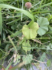 Malva