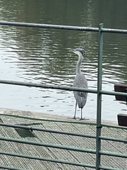 Ardea cinerea cinerea