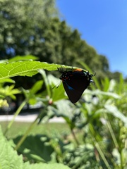 Atlides halesus