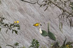 Pheucticus chrysogaster