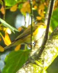 Phylloscopus collybita