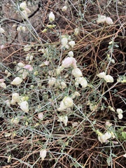 Scutellaria mexicana