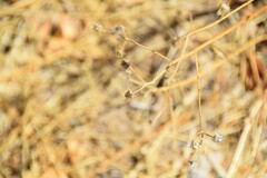 Helminthotheca echioides