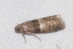 Elegia atrifasciella
