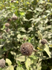 Monarda fistulosa