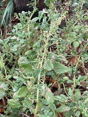 Amaranthus blitum
