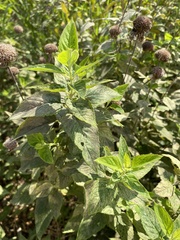 Monarda fistulosa