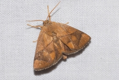 Apoda limacodes