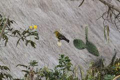 Pheucticus chrysogaster