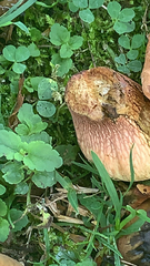 Suillellus luridus