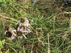 Echinacea sanguinea