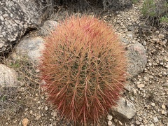Ferocactus cylindraceus