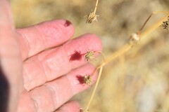 Helminthotheca echioides