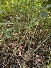 Monarda fistulosa