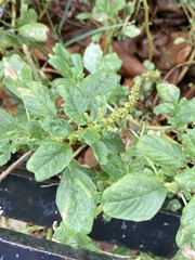 Amaranthus blitum