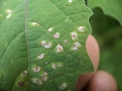 Entyloma
