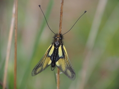 Libelloides coccajus