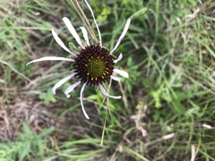 Echinacea sanguinea