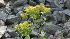 Senecio ovatus