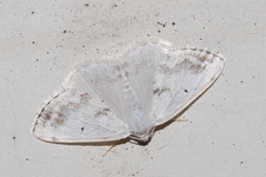Lomographa temerata