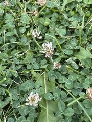 Trifolium repens