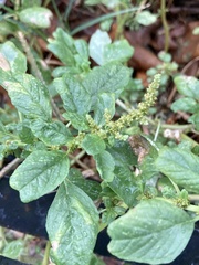 Amaranthus blitum
