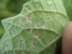 Entyloma
