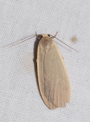 Eilema griseola