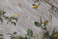 Pheucticus chrysogaster