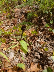 Echinacea laevigata