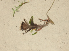 Meleagris gallopavo osceola