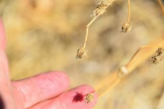 Helminthotheca echioides