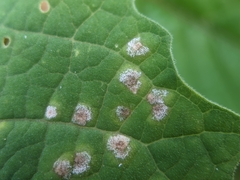 Entyloma