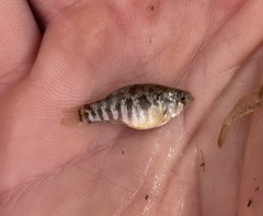 Cyprinodon variegatus