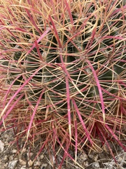 Ferocactus cylindraceus