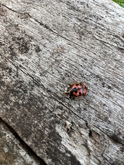 Aethiopocassis gallarum