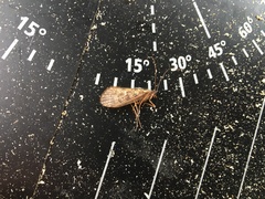 Trichoptera